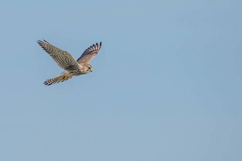 Faucon crécerelle dans le marais Breton